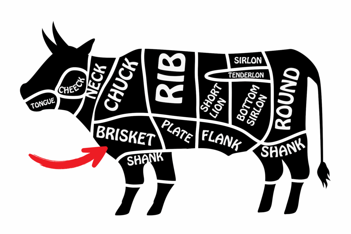 diagram of a cow highlighting the brisket